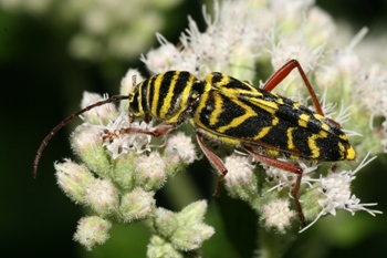 Boneset with locust borer